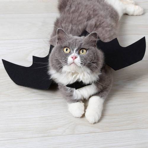 HALLOWEEN PET COSTUME BAT WINGS