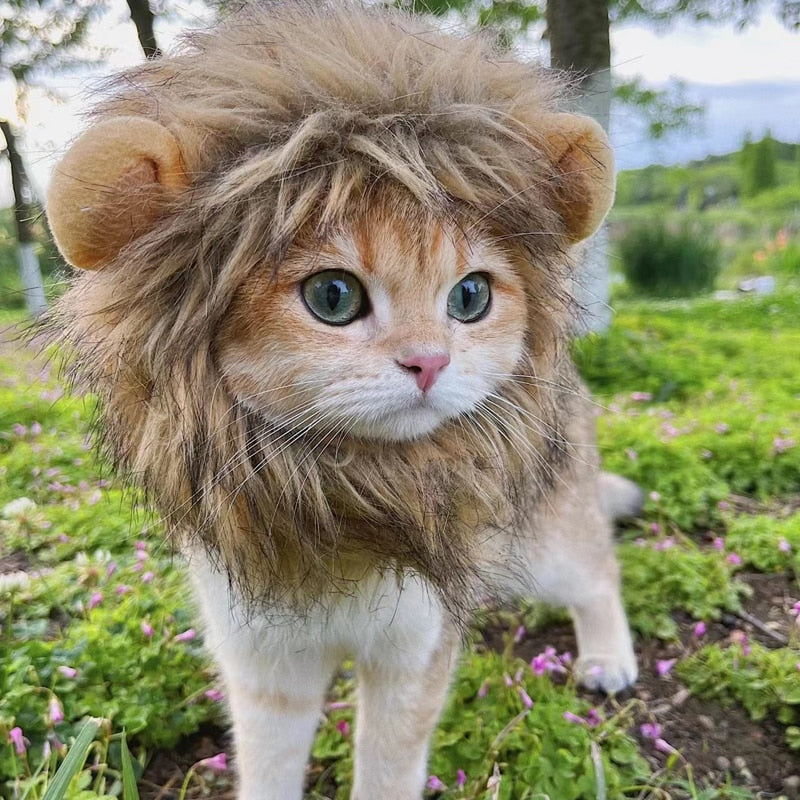 Cat shop lion outfit